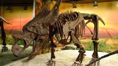 MUPE: Museo Paleontológico de Elche